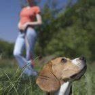 We did not find results for: What Can I Give to My Dog Who Itches a Lot? | Dog Care ...