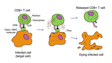T Cell Cytotoxicity Assay