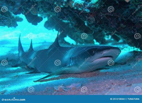 Whitetip Reef Shark Triaenodon Obesus Resting Under The Coral Reef