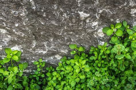 Free Download Ovate Leaf Plant Gray Rock Formation Plants