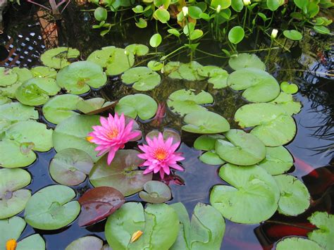 Maybe you would like to learn more about one of these? Meadowview Thymes: The Pond