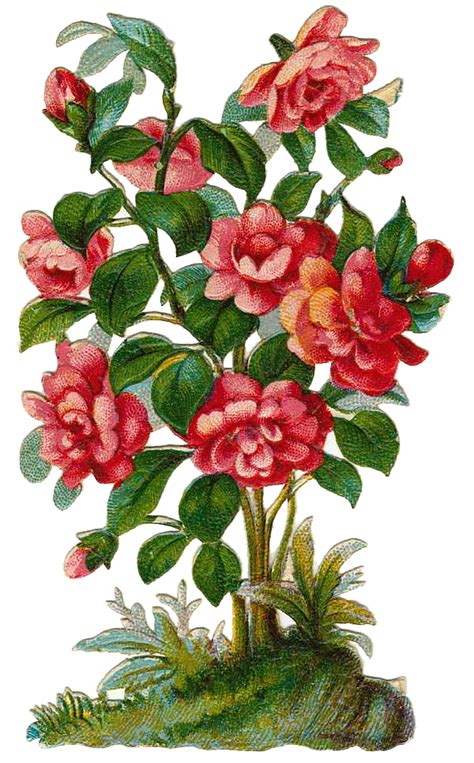 Flowering Shrub Clipart 20 Free Cliparts Download Images