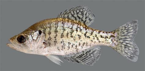 White Crappie Kentucky Department Of Fish And Wildlife