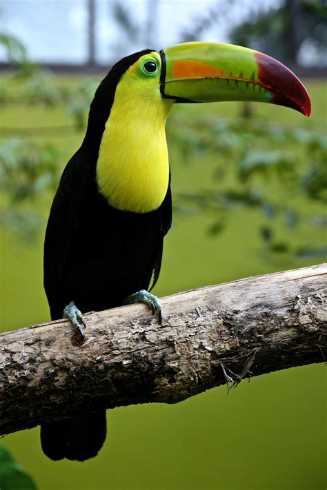 Toucan image - Free stock photo - Public Domain photo ... The animal az greeting card collection is full of fun, original cards that can be used for thank you notes, birthday cards, or even just to send a friendly note.