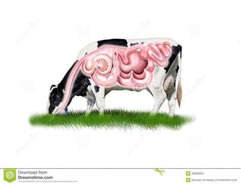 Cow Digestive System Stock Illustration - Image: 48928923