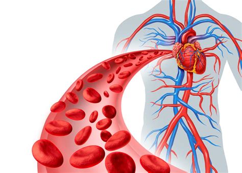 Diagram Of Blood Flow Through The Heart Bodytomy