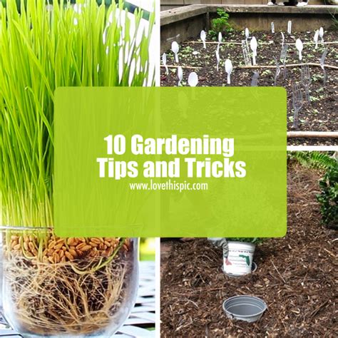 10 Gardening Tips And Tricks