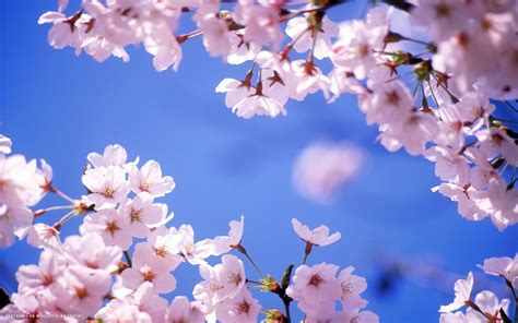 Flowers Cherry Blossom Wallpapers Pixelstalknet
