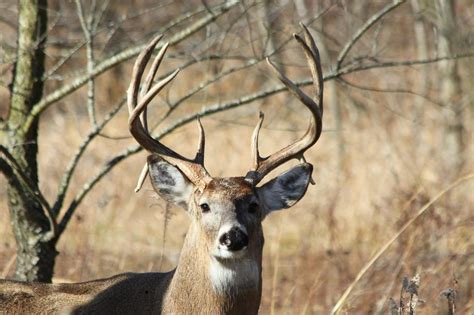12 Point Buck 12 Point Buck Whitetail Deer Buck Deer