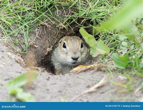 Gopher In The Hole Stock Image Image Of Cute Land 201378779