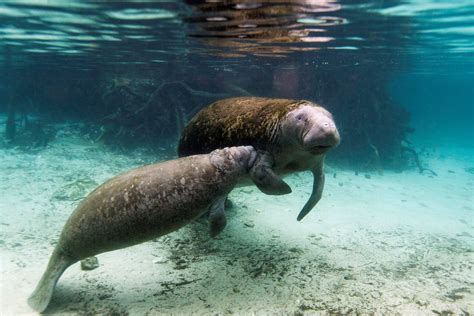 What Is A Manatee The Us Sun