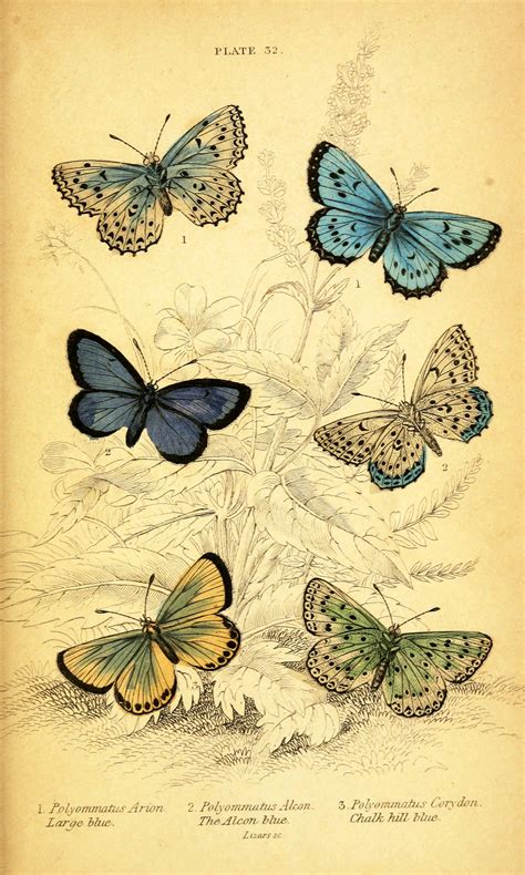 9 Best Images Of Vintage Printable Insect Prints Vintage Butterfly