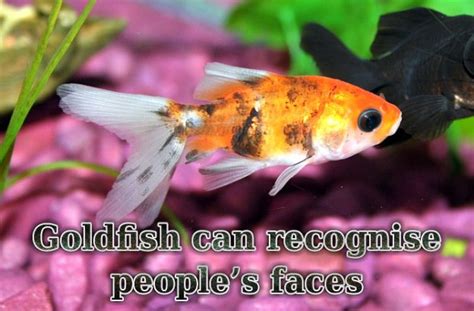 Interesting Facts About Gold Fish Did You Know Pets