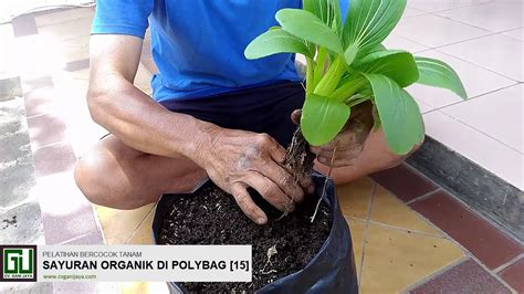 Tidak semua aneka tanaman sayuran bisa tumbuh subur dan menghasilkan panen yang baik. Pelatihan Bercocok Tanam Sayuran Organik di Polybag 15 ...