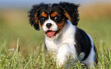 Tricolor Cavalier King Charles Spaniel Puppy Hd Wallpaper Wallpaper Flare