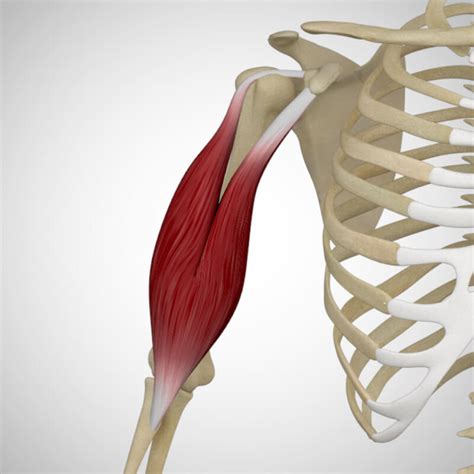 Why You Should Know Your Muscles Yoganatomy