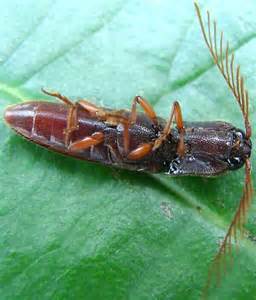 Click beetle - Dicrepidius palmatus - BugGuide.Net