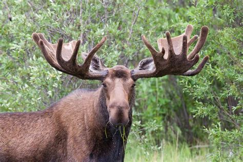 Why Do Moose Have Antlers North American Nature