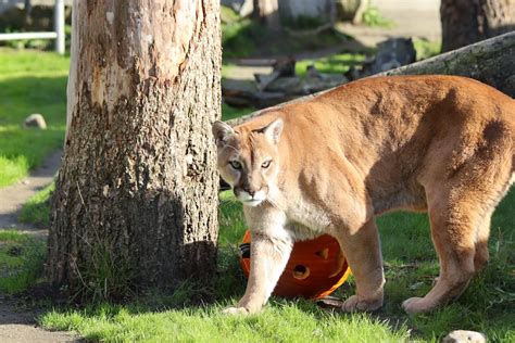 Cougar Mountain Zoo Issaquah Washington Top Brunch Spots