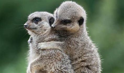 Cuddling Meerkats And Smooching Snails Love Is In The Air In The