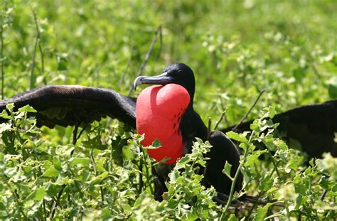 Gambar flora dan fauna di dunia. 73 Gambar Flora Dan Fauna Negara Myanmar Paling Bagus ...