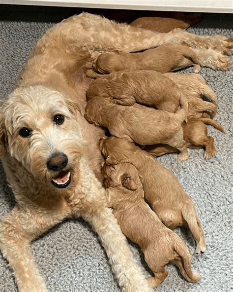 Top 10 Best Goldendoodle Breeders In Illinois Il