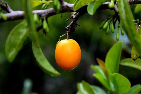 5 Fruits That Start With X Tasty And Vibrant Simple Green Moms