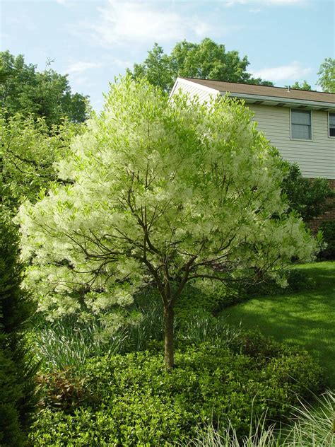 We did not find results for: American Fringe Tree ; Good small yard / full sun tree ...