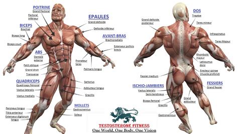 Back Muscles Anatomy Bodybuilding Inside The Muscles