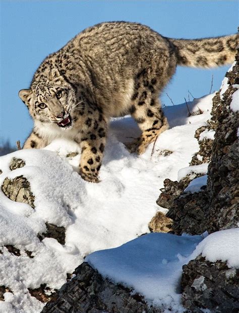 Facts About Snow Leopards Habitats
