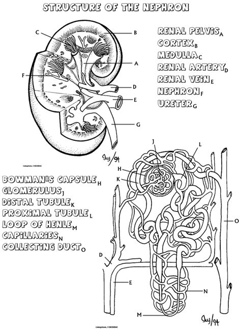 The best way to use an anatomy coloring page is to choose a specific color for each structure and then link this color to the matching label. Structure of the Nephron coloring sheet | A&P | Pinterest ...