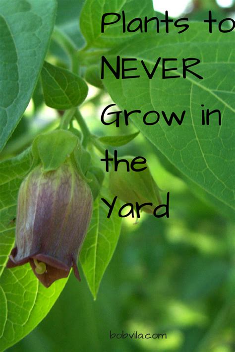 Avoid Planting These Plants In The Backyard Garden Yard Ideas Garden And Yard Garden Projects