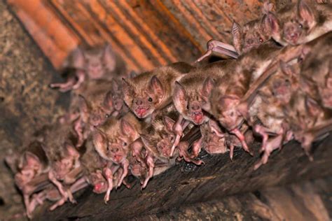 Vampire Bats Social Groups Share A Common Microbiome New Scientist
