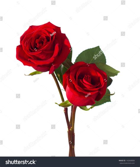 Two Red Roses Isolated On White Stock Photo 142668808 Shutterstock