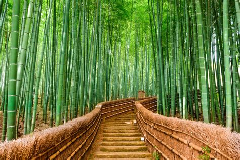 La Forêt Géante De Bambous Darashiyama Au Japon Est à Couper Le Souffle