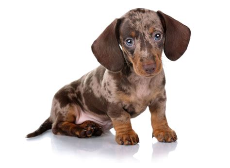 1 Dachshund Puppies For Sale In Fort Worth Tx