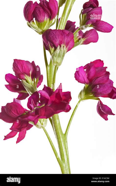 Matthiola Night Scented Stock On A White Background Stock Photo Alamy