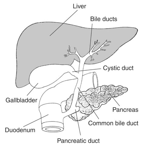 Biliary System With The Liver Gallbladder Pancreas Duodenum Bile