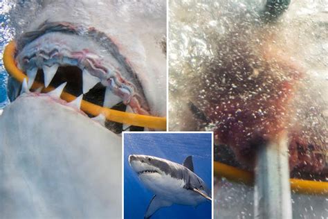Moment Great White Shark Bites Into Divers Air Supply In Guadalupe