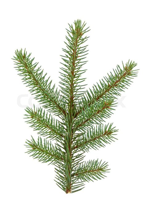 Pine Tree Branch Isolated On White Backgrond Stock Image Colourbox