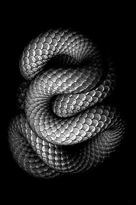 Best Snake Photos Snake Animated Snakes Scales Gifs Animation