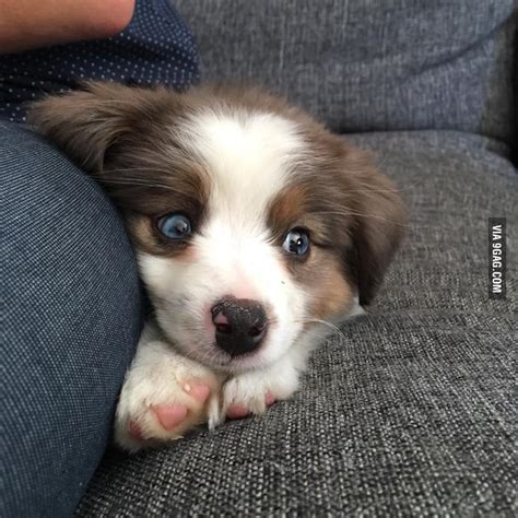 The preceding forebears of the foundation dogs likely had several sources. Australian Shepherd - 9GAG