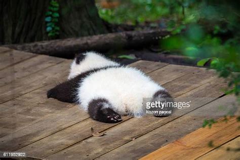 Giant Panda Baby Photos And Premium High Res Pictures Getty Images