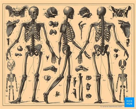 Human Anatomy History And Definition Kenhub