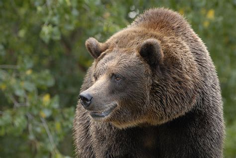Grizzly Bear Portrait Photograph By David Drew Fine Art America