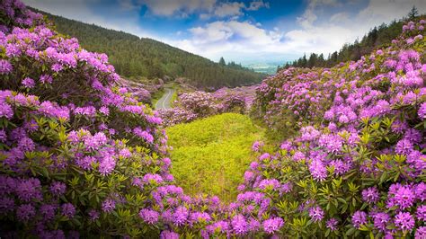 Tons of awesome ireland wallpapers to download for free. nature, landscape, flowers, trees, forest, plants, clouds, sky, road, purple flower ...