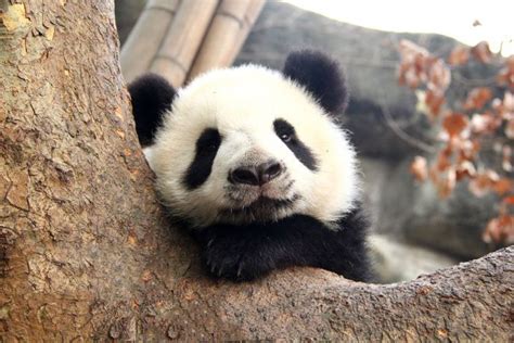 Lovely Pandas Wish You Happy Everyday Panda Bear Panda Are You Happy