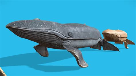 humpback whale 3d models sketchfab