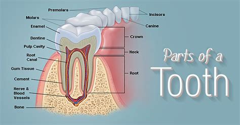What Parts Make Up The Structure Of A Tooth The Structure Of A Tooth