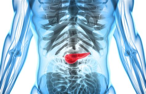 Can You Live Without A Pancreas What You Need To Know